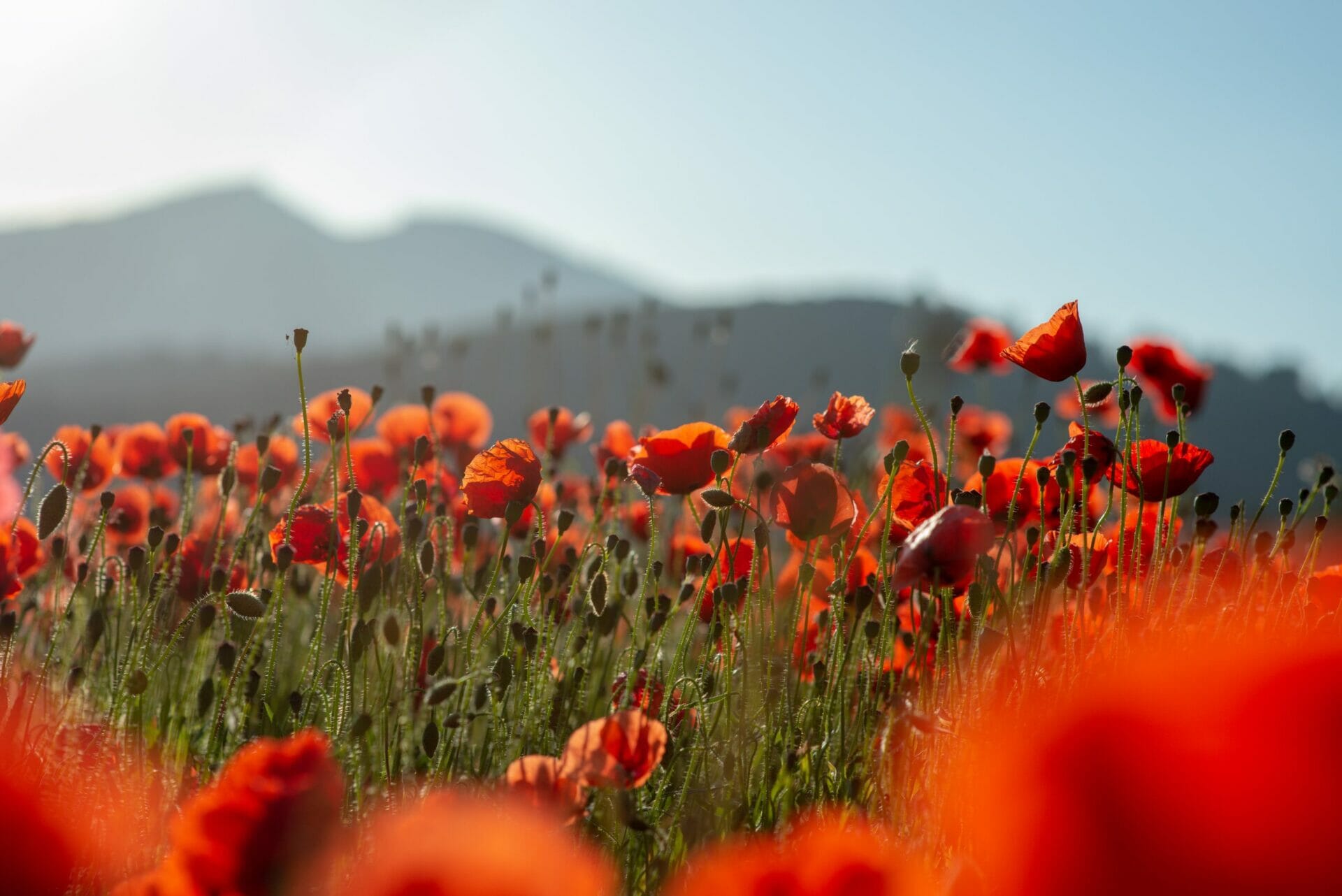 Spain in May Poppies