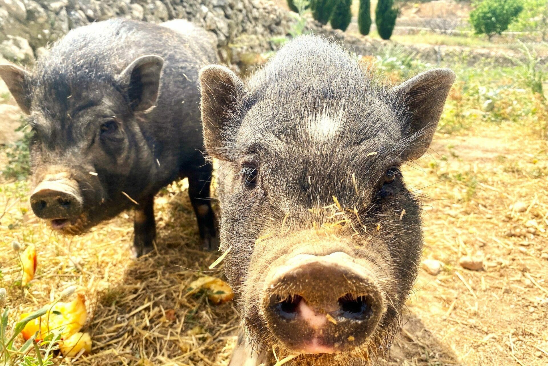 May Newsletter - New Piglets and Bunnies