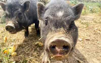 May Newsletter – New Piglets and Bunnies