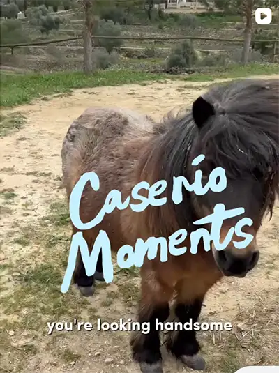 Meet Turron our adorable Shetland pony on Instagram Toddlers love our Shetland pony at Caserío del Mirador, see the reel on instagram